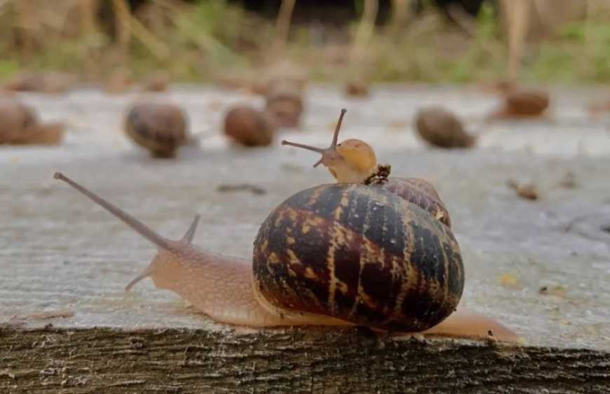 На Миколаївщині ветеран розвиває равликовий бізнес