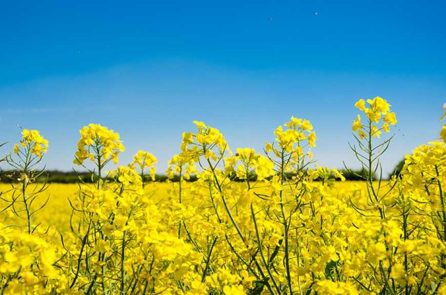 Ринок ріпаку: форвардні ціни в Україні почали знижуватись