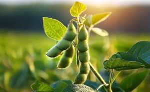 Ринок сої на початку 2026 року: чому ціни пішли вниз і чого чекати аграріям