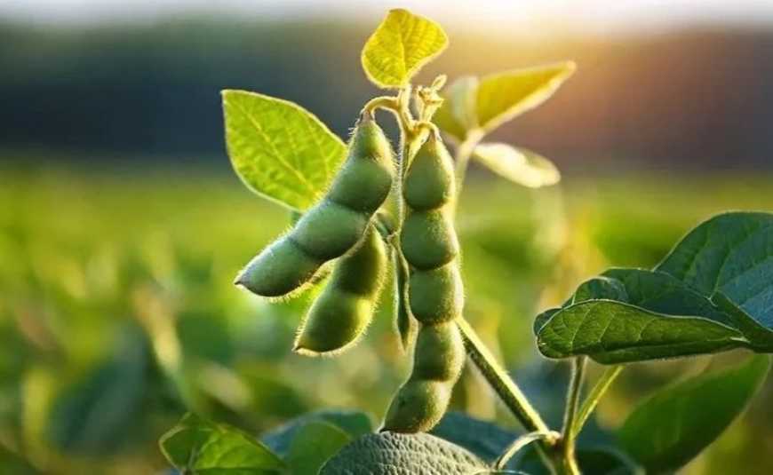 Ринок сої на початку 2026 року: чому ціни пішли вниз і чого чекати аграріям