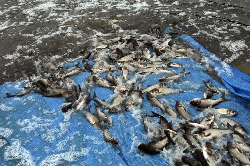 У Київське море вперше за 7 років випустили 15 тонн мальків