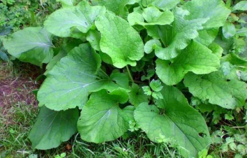 Для овочівників в Україні може з'явитися нова нішева культура