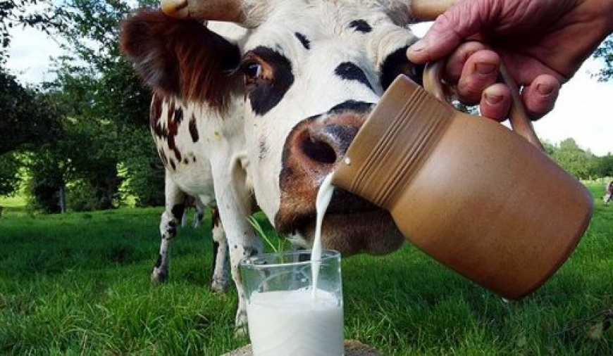 За рік продукція тваринництва подорожчала на чверть – Держстат
