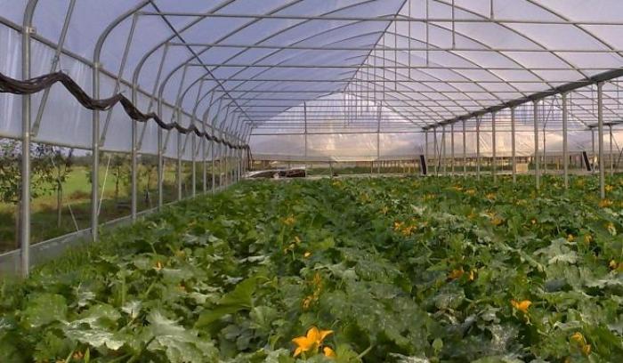 Для розвитку цілорічного виробництва Україні потрібно інвестувати 3,3 млн євро в будівництво теплиць