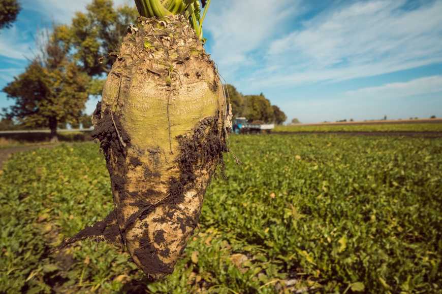 ALFA Smart Agro та SESVanderHave знають, як підвищити врожайність цукрових буряків
