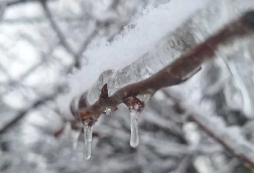 Від цьогорічних великих морозів в Україні постраждали кісточкові
