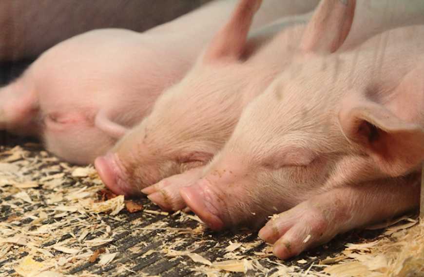 В Україні скоротилося поголів&#039;я свиней