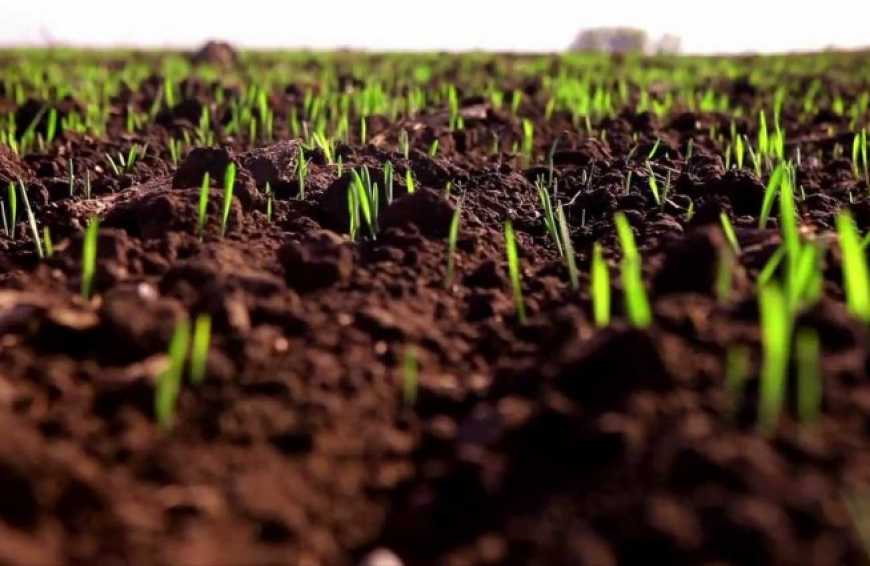 В Україні 40% від запланованих площ було засіяно озимими з запізненням