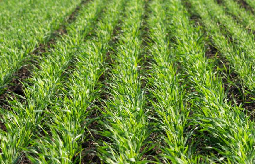 Озимі зернові без дводольних видів і падалиці