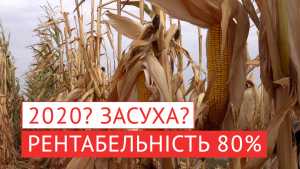 Попри засуху, господарствам, які використовують органіку, вдалося втримати урожай кукурудзи
