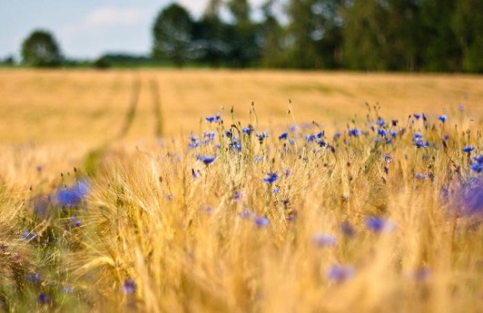 Можлива заборона гліфосату в ЄС дестабілізує світовий ринок сільського господарства, - УКАБ