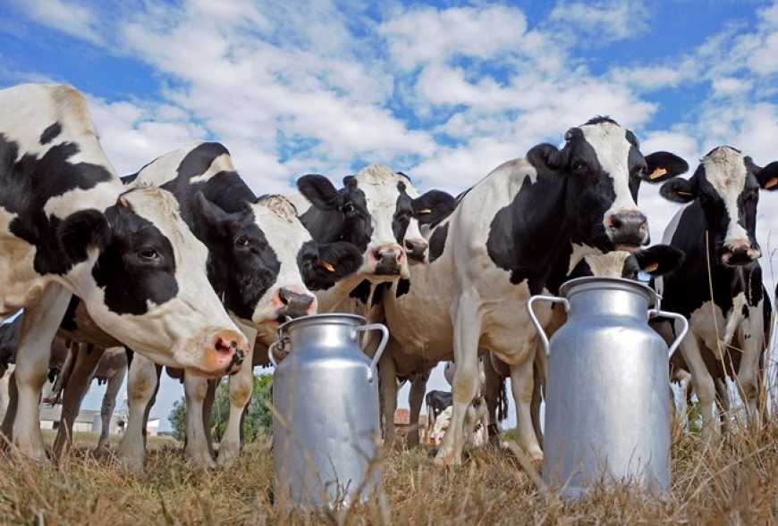 Роботизація молочного агробізнесу