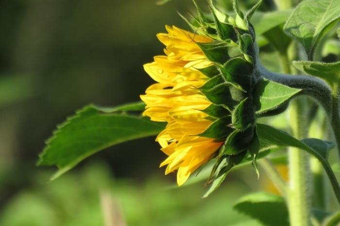 Скасування відшкодування ПДВ при експорті олійних можуть відстрочити до 1 вересня