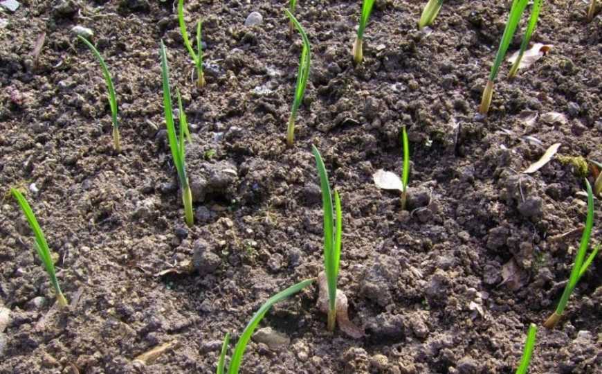 Експерт розповів, як тепла зима вплине на озимі овочі та багаторічні насадження