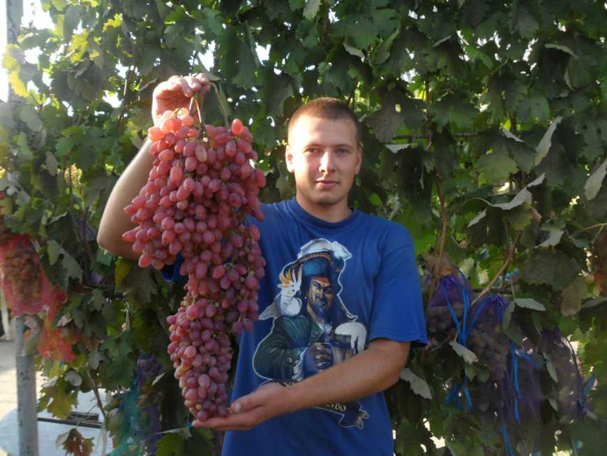 Найважче гроно винограду