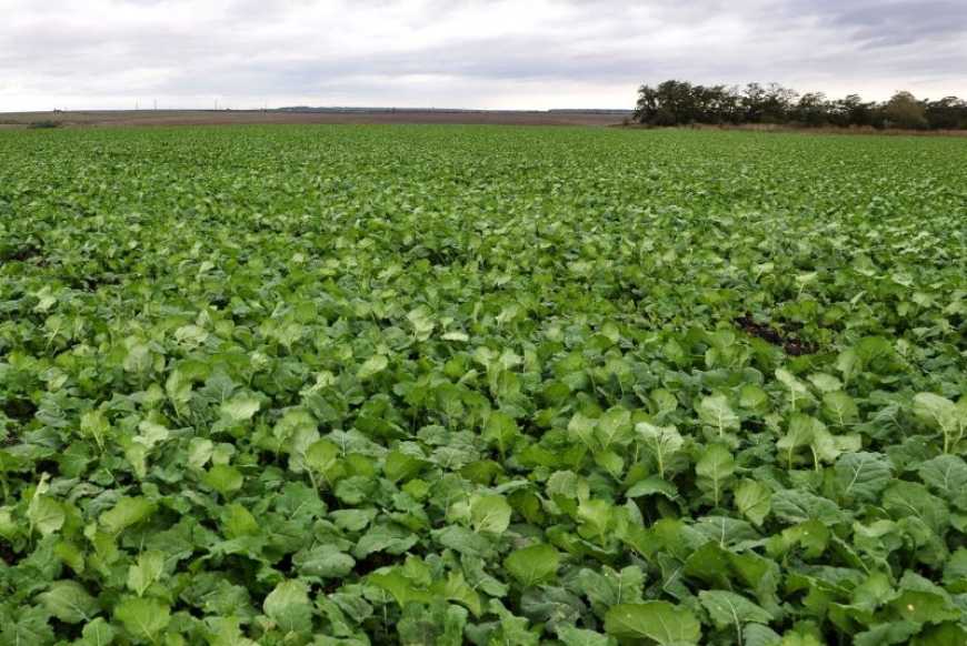 Регулярний моніторинг та надійний захист