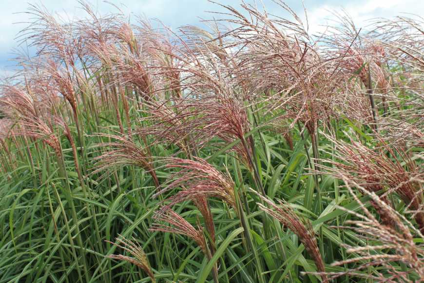 Міскантус – прибуткова й ніким не зайнята ніша в агробізнесі