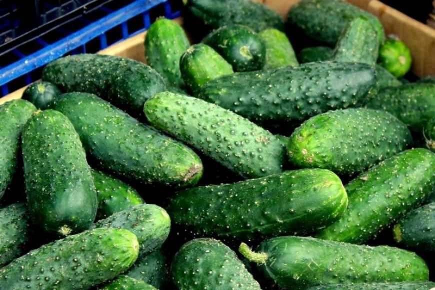Ціни на огірки в Україні продовжують знижуватися