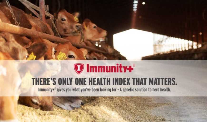 Селекція молочної худоби: роль геномного тестування та індексу Immunity+ від Semex