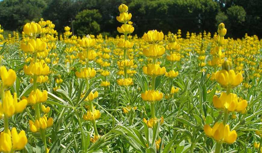 Для стабілізації азоту в ґрунті аграрії в Україні вводять у сівозміну люпин