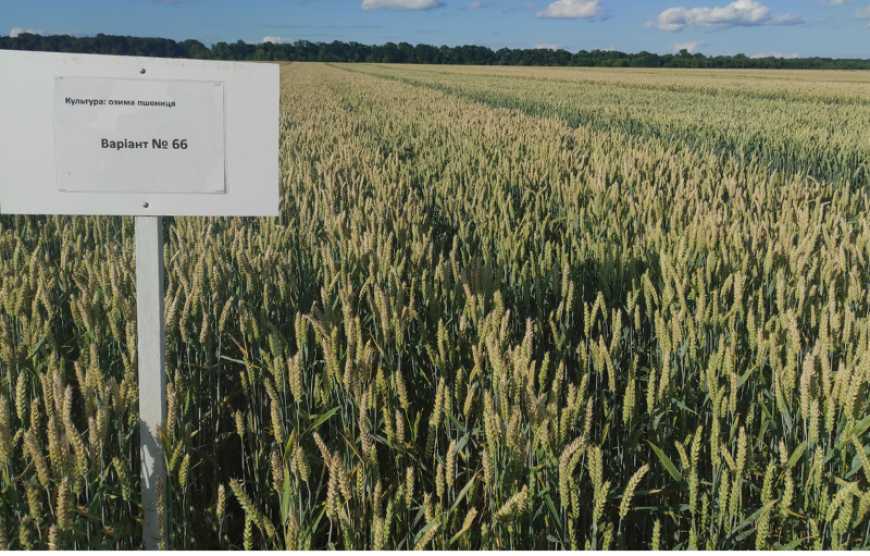 Група АГРОТРЕЙД завершила випробування нових сортів та гібридів озимих культур