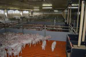 Свинарство в умовах ризиків: як KSG AGRO вибудовує ефективну модель виробництва