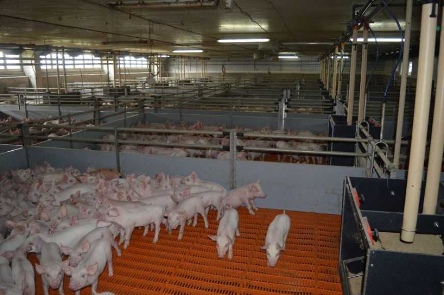 Свинарство в умовах ризиків: як KSG AGRO вибудовує ефективну модель виробництва