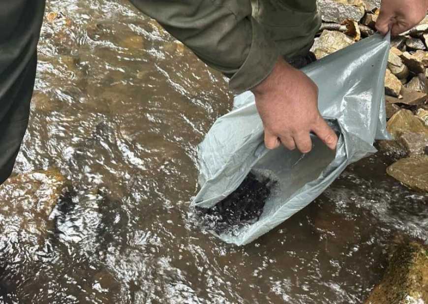 У водойми України цьогоріч вже випустили понад 600 тисяч рибин