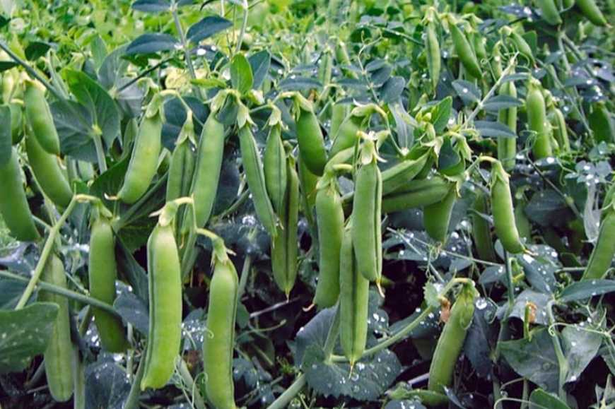 Площі посівів гороху в Україні поступово повертаються до довоєнних показників