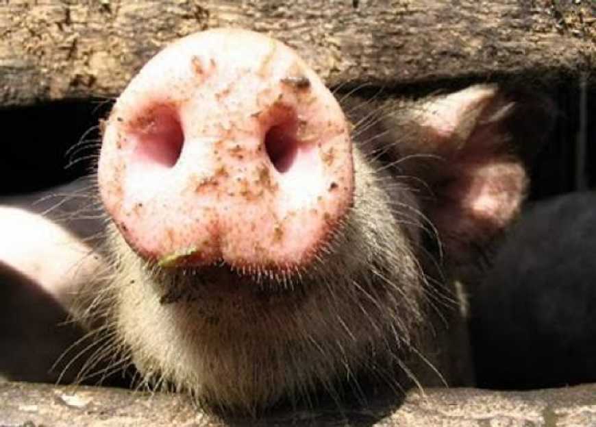 В Одеській області на незареєстрованій фермі виявили АЧС