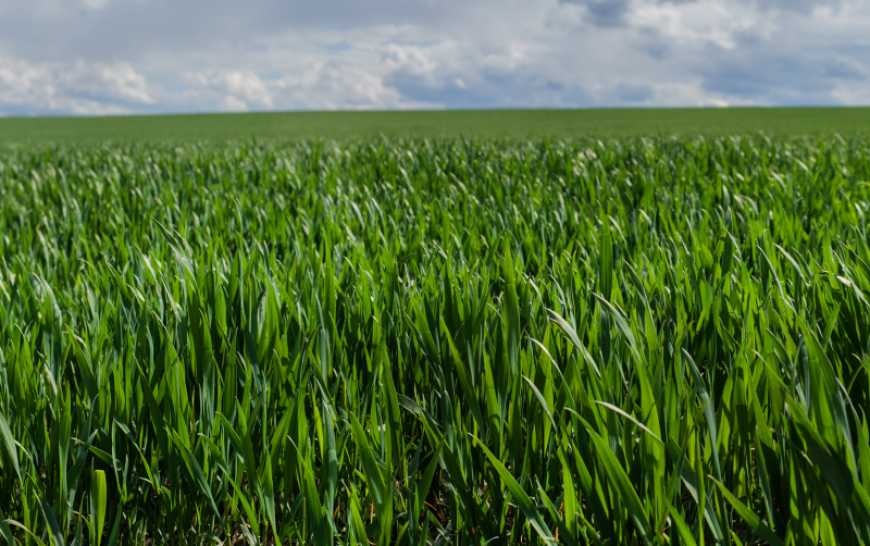 Перша фунгіцидна обробка озимих зернових культур