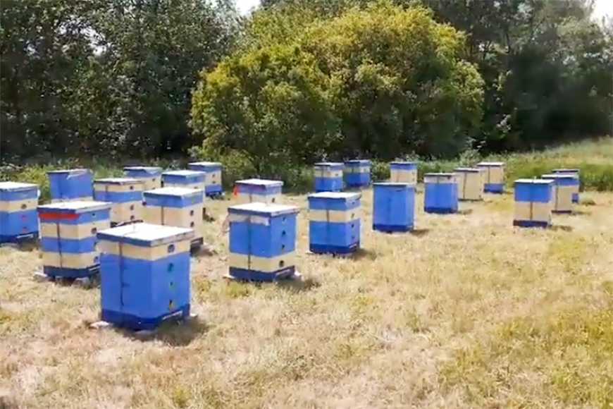 Переселенець з Луганщини заснував на Дніпропетровщині нову пасіку