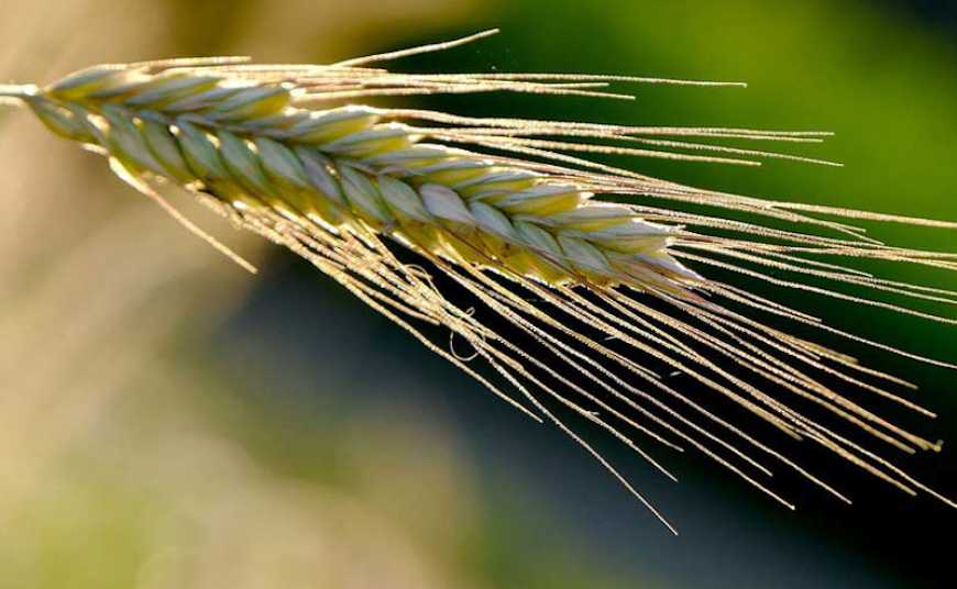 Чи зможе озиме жито знову стати великою культурою