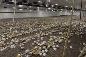 Птахоферма без помилок, або як їх уникнути на старті