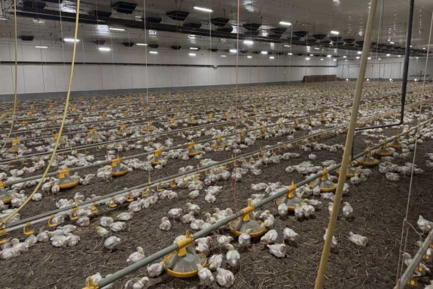 Птахоферма без помилок, або як їх уникнути на старті