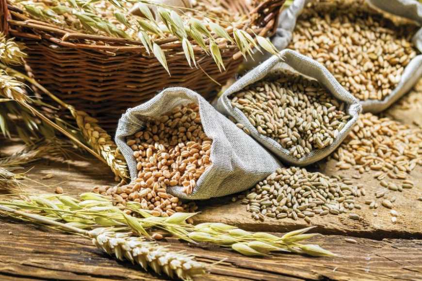 Запаси зернових в Україні скоротилися на 14%