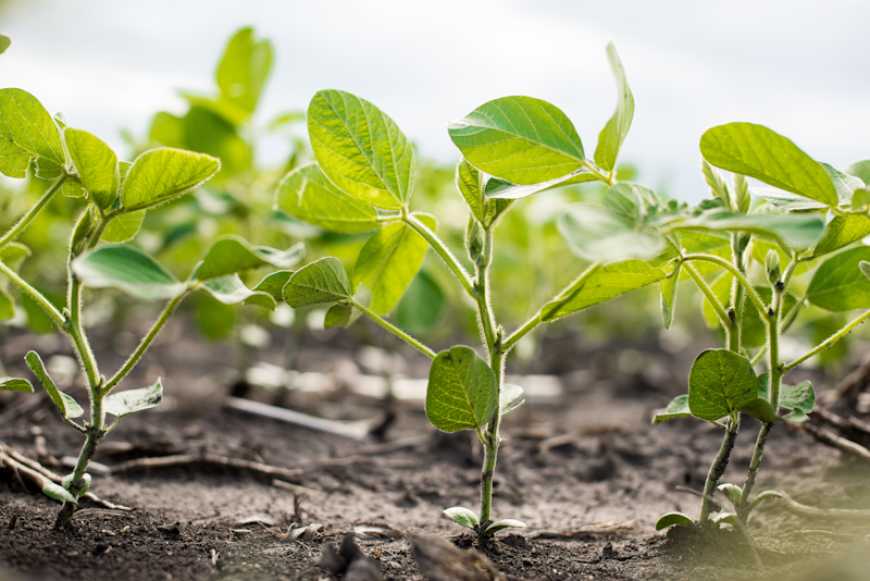 Corteva Agriscience та Symborg оголосили про угоду по азотфіксуючому продукту на основі мікробів
