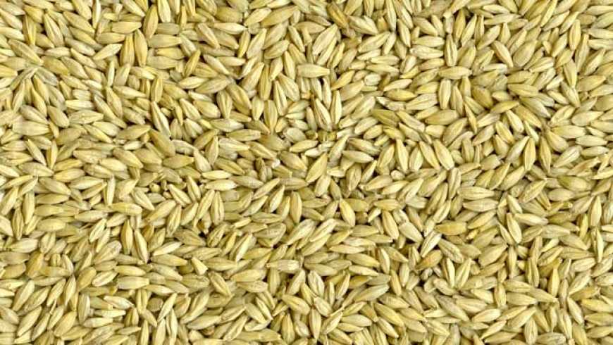 Цього року врожай ячменю буде найменшим за останню 5-річку