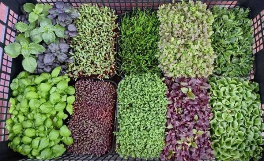 На Хмельниччині ветеран вирощує мікрозелень та їстівні квіти