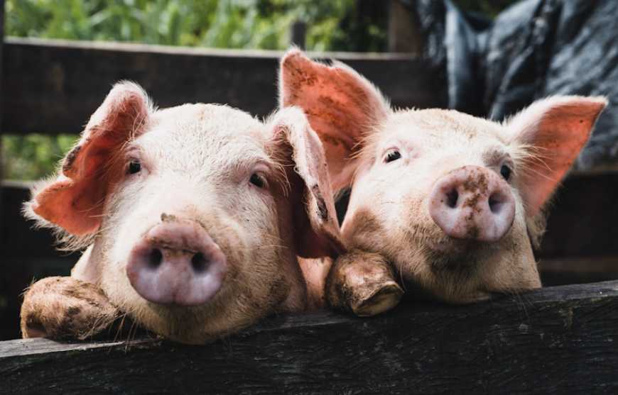 АЧС: на Дніпропетровщині зафіксовано спалах