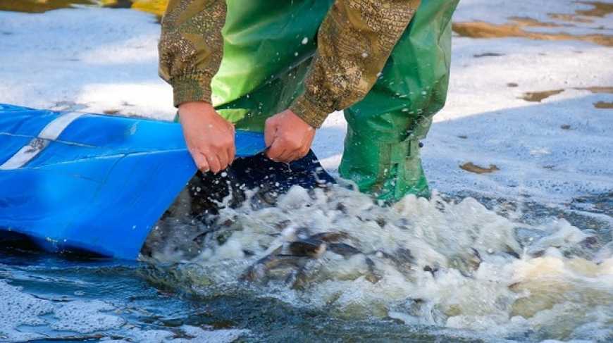 Від початку року до водойм України вселено понад 680 тисяч рибин