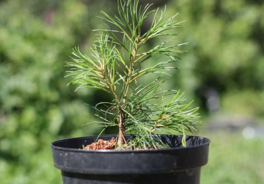 На Житомирщині вирощують саджанці у спеціальному безбур’янному ґрунті