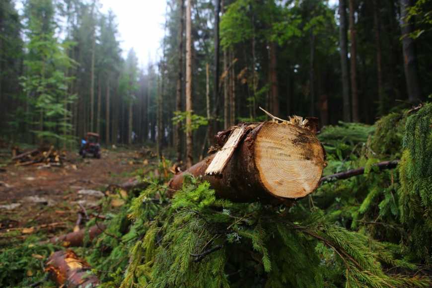 Мінекології: рф не зможе продати зрубаний в Україні ліс