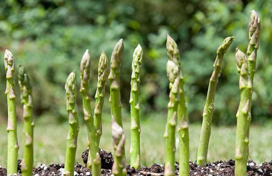 Комбіноване вирощування спаржі та лохини: збільшуємо прибуток