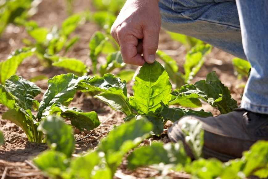 Пізні культури страждають від нестачі вологи в грунті