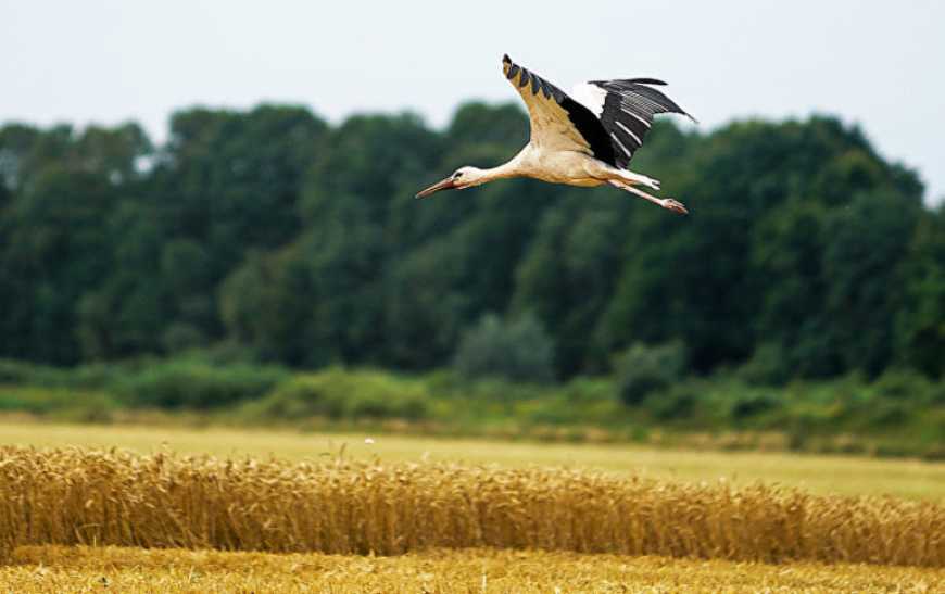 В Україні у 10 разів зросли штрафи за шкоду природі