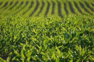 Адаптація технології вирощування кукурудзи до кліматичних змін