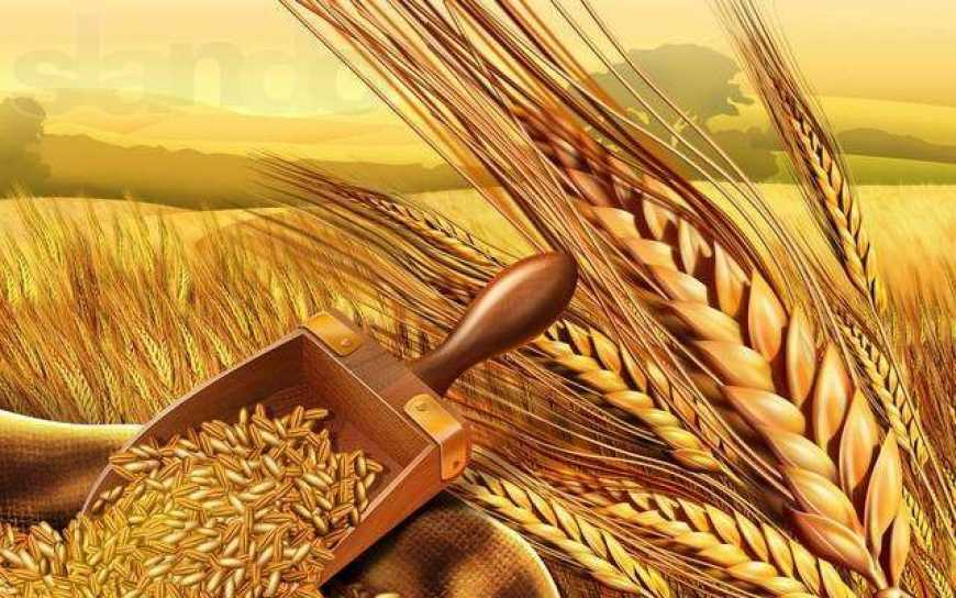Спека заважає аграріям сіяти ярий ячмінь