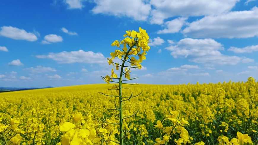 На ринку ЄС посилюється конкуренція між українським ріпаком та канолою з Канади та Австралії