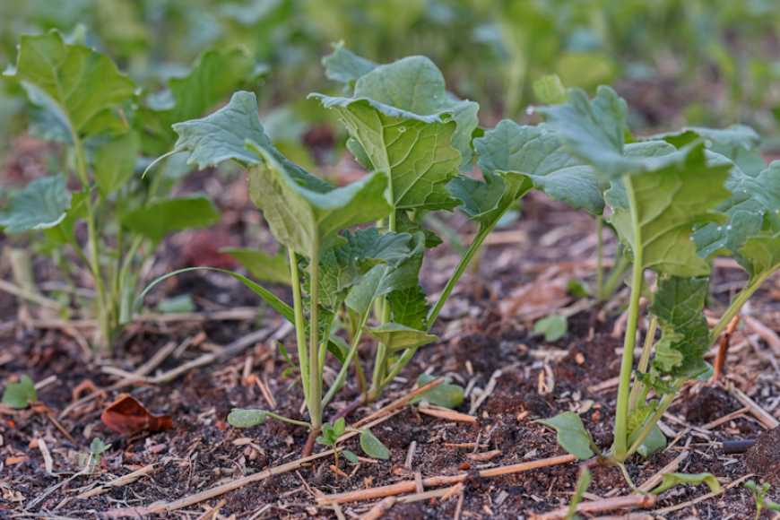 Контроль мишоподібних гризунів в осінній період